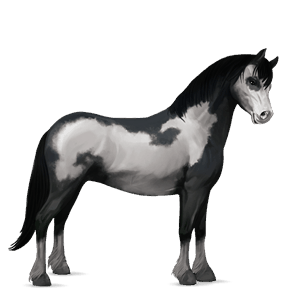 poník connemarský pony svetlošedý