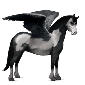 pegasový poník shetlandský pony Čierny