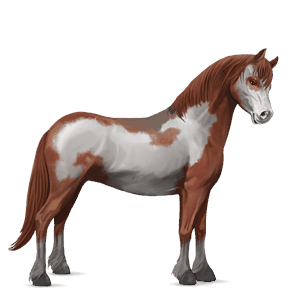 poník waleský pony plavák