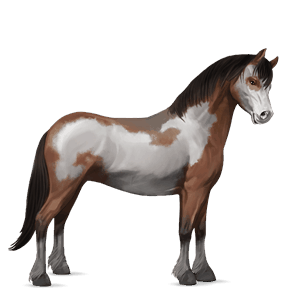 poník shetlandský pony svetlý hnedák