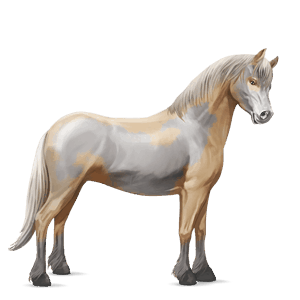 poník waleský pony svetlošedý