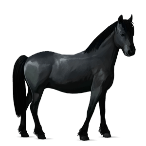poník newfoundlandský pony tmavý hnedák