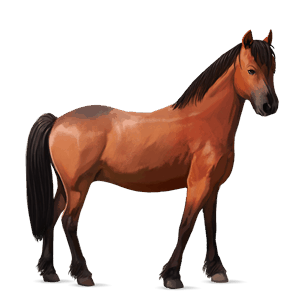 poník shetlandský pony hnedák