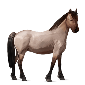 poník shetlandský pony čierny ryšiak