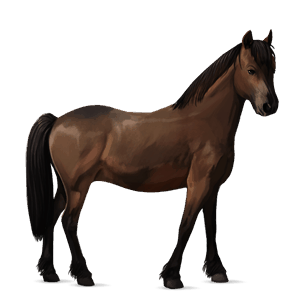 poník waleský pony tmavý hnedák