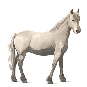 poník newfoundlandský pony škvrnitý šedý