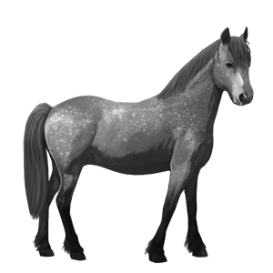 poník shetlandský pony gaštanový
