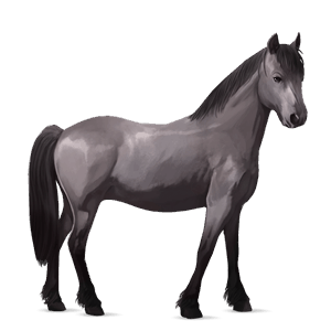 poník waleský pony myšací šedý