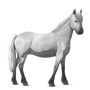poník gaštanový