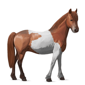 jazdecký kôň appaloosa gaštanový škvrnitý blanket