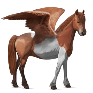 pegasový poník belgický jazdecký pony myšací šedý