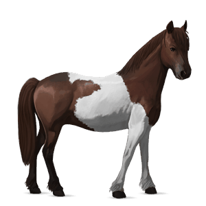 poník kerry bog palomino tobiano
