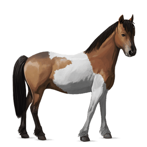 poník shetlandský pony gaštanový tobiano