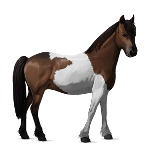 poník belgický jazdecký pony čierny ryšiak