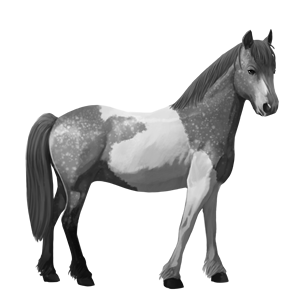 poník waleský pony svetlošedý