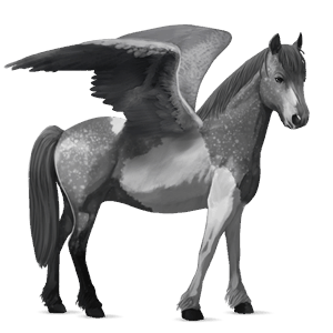 pegasový poník newfoundlandský pony škvrnitý šedý
