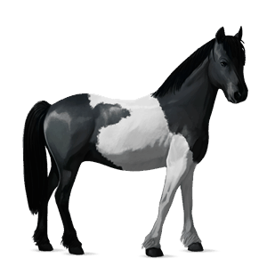 poník belgický jazdecký pony čierny