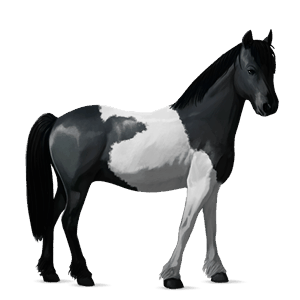poník waleský pony beluš