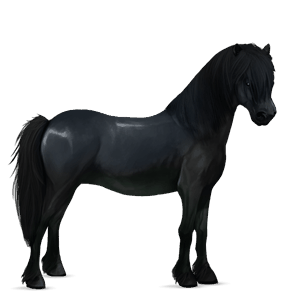 poník shetlandský pony Čierny