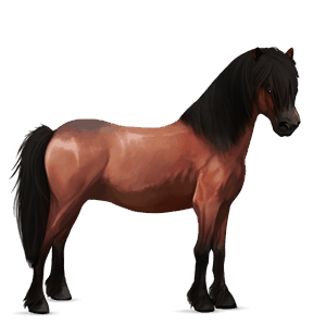 poník shetlandský pony škvrnitý šedý