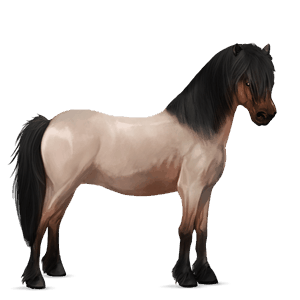 poník shetlandský pony hnedák tobiano