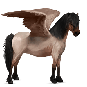 pegasový poník fjord brunblakk