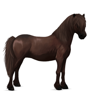 poník shetlandský pony gaštanový