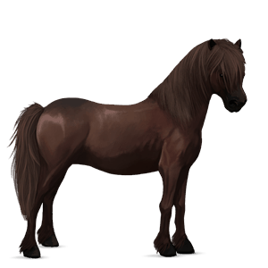 poník shetlandský pony myšací šedý tobiano