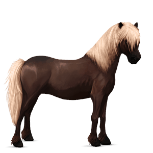 poník shetlandský pony hnedý ryšiak