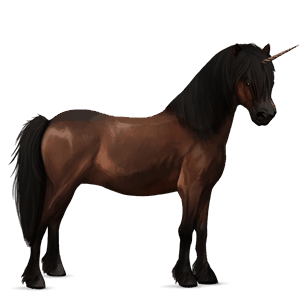 jednorožcový poník shetlandský pony tmavý hnedák