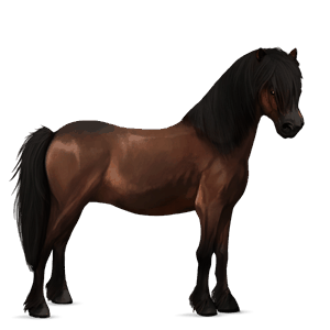 poník shetlandský pony tmavý hnedák