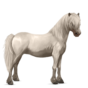 poník shetlandský pony tmavý hnedák
