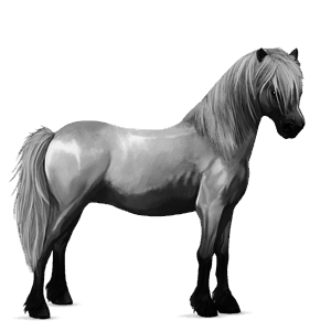 poník shetlandský pony svetlošedý