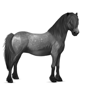 poník shetlandský pony hnedák