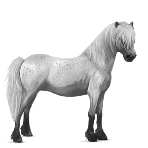 poník shetlandský pony hnedý ryšiak