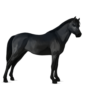 poník waleský pony Čierny