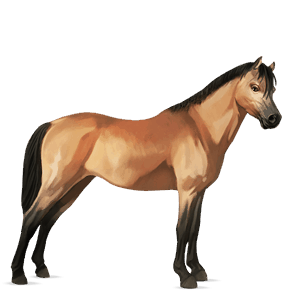 poník waleský pony hnedý ryšiak