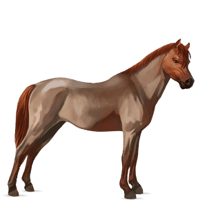 poník shetlandský pony červený beluš
