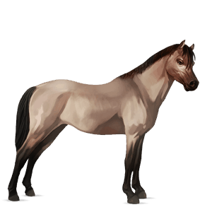 poník shetlandský pony svetlý hnedák