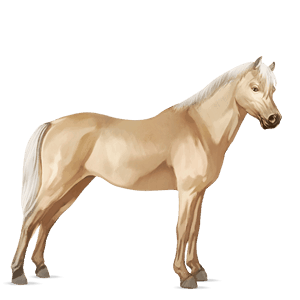 poník shetlandský pony svetlý hnedák