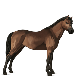 poník waleský pony svetlý hnedák