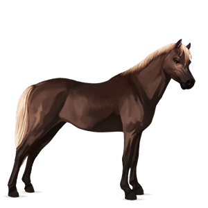 poník shetlandský pony tmavý hnedák