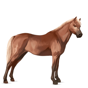 poník waleský pony svetlošedý