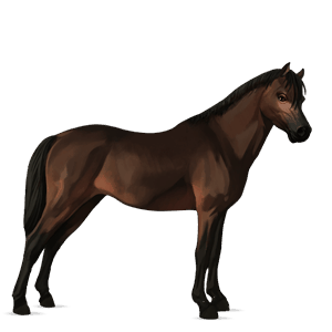 poník waleský pony tmavý ryšiak