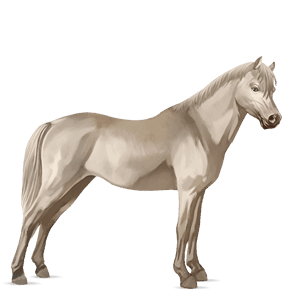 poník waleský pony palomino