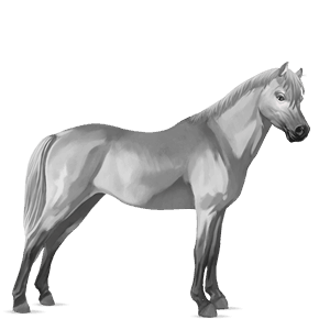 poník shetlandský pony gaštanový