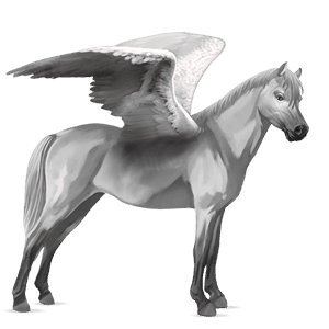 pegasový poník connemarský pony svetlošedý