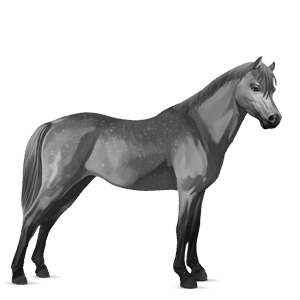 poník waleský pony škvrnitý šedý