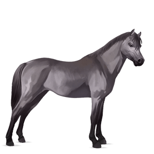 poník shetlandský pony svetlý hnedák