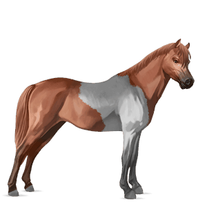 poník shetlandský pony gaštanový tobiano